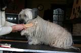 SKYE TERRIER - BROSSAGE 084